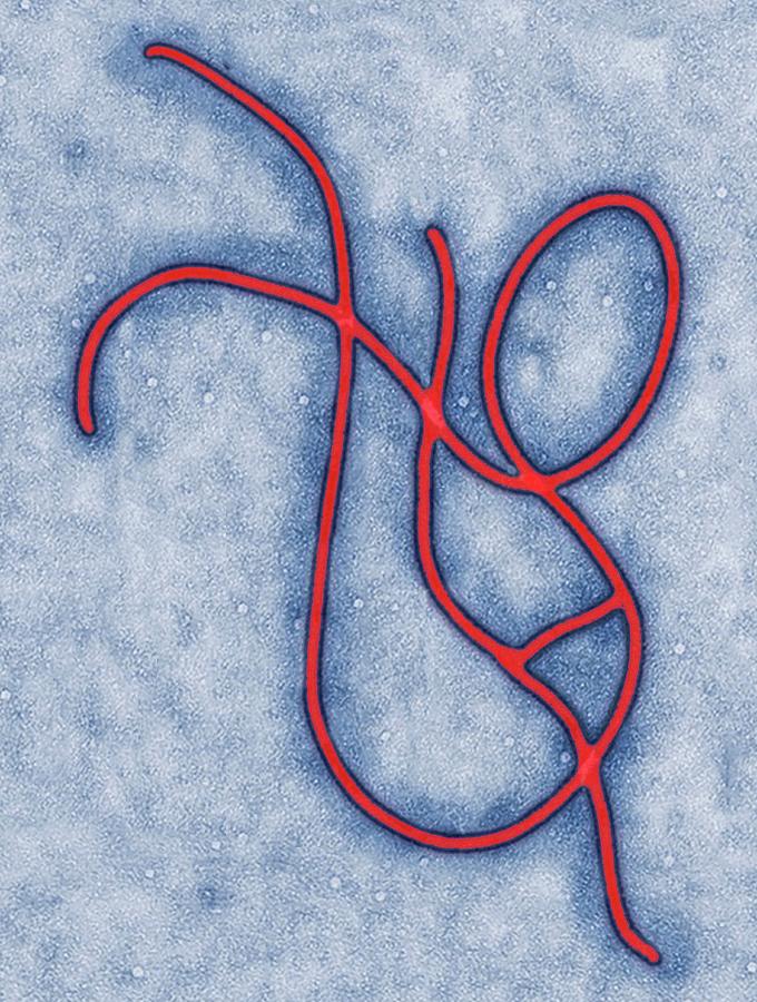 Biological Photograph - Ebola Virus Artwork by Steve Gschmeissner