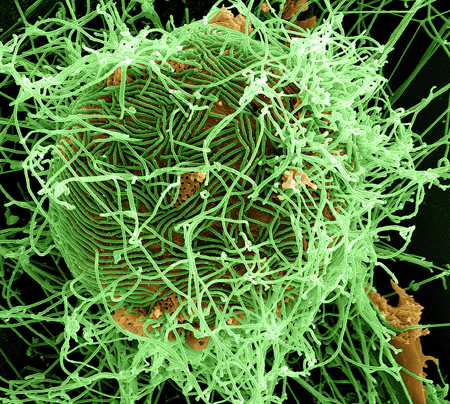 Ebola Virus Budding From Cell Photograph by National Institutes Of Health/niaid