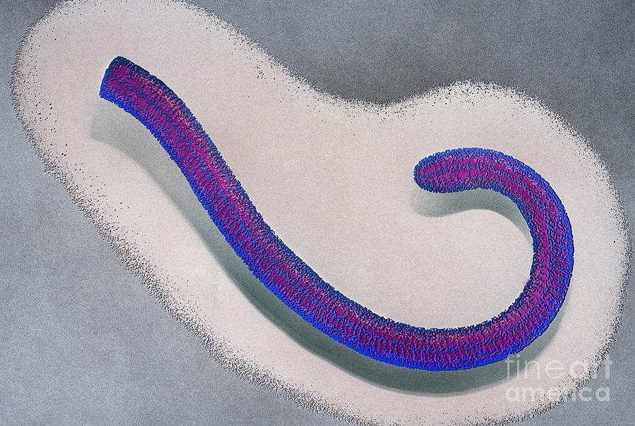 Ebola Virus Photograph by Chris Bjornberg