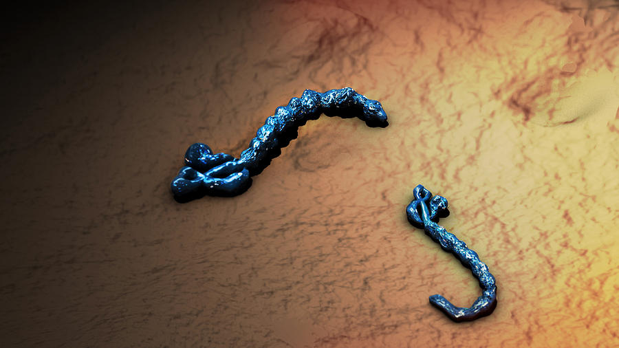 Ebola Virus, Illustration Photograph by Sultan Alshehri