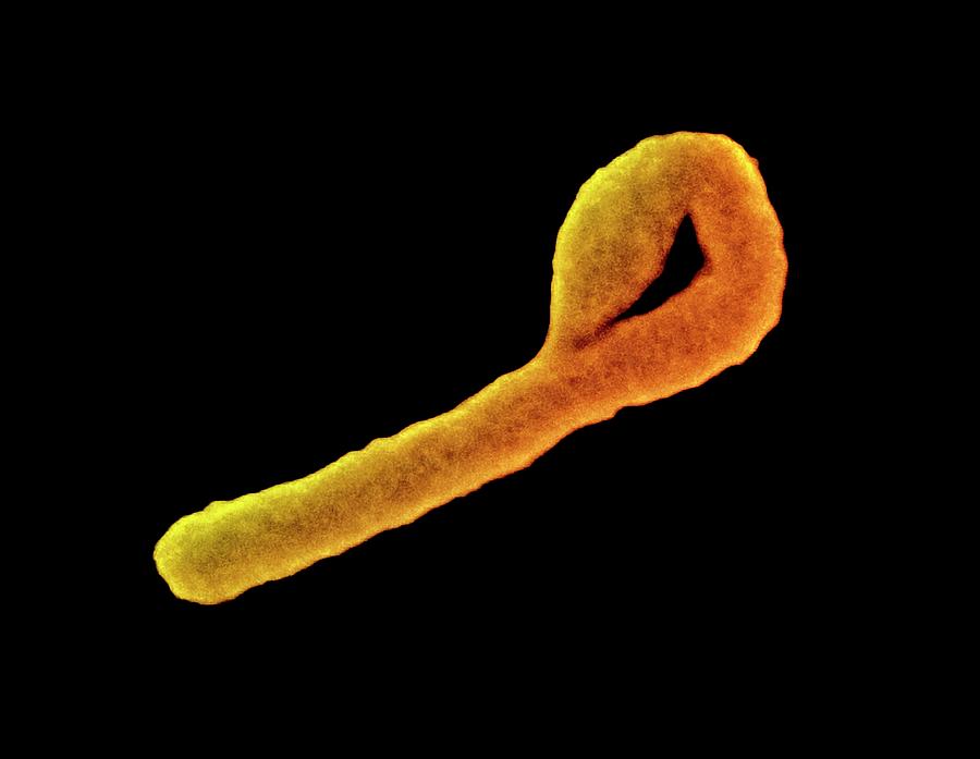 Ebola Photograph - Ebola Virus Particle by Ami Images