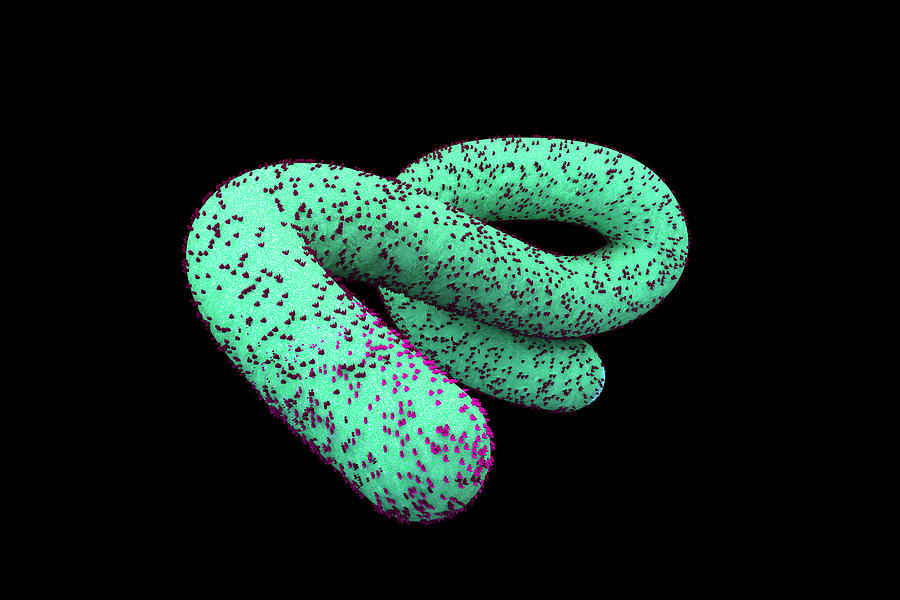 Ebola Virus Particle, Illustration Photograph by Ella Marus Studio - Pixels