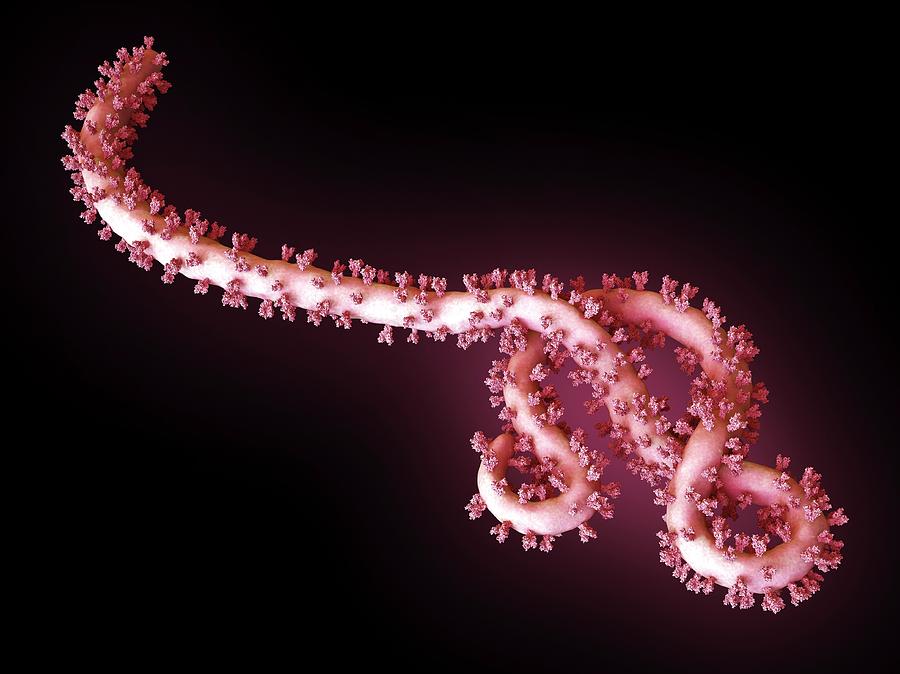 Ebola Photograph - Ebola Virus Particle by Maurizio De Angelis