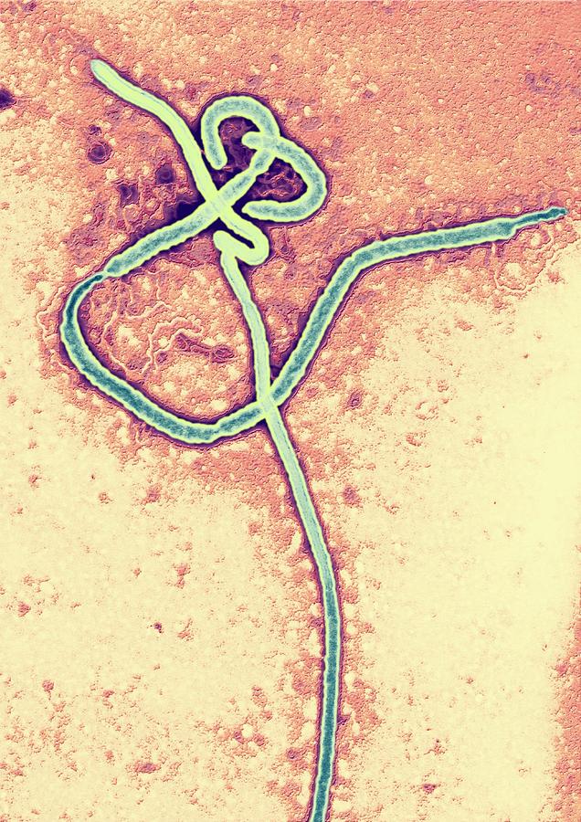 Ebola Virus Particles Photograph by Ami Images/science Photo Library