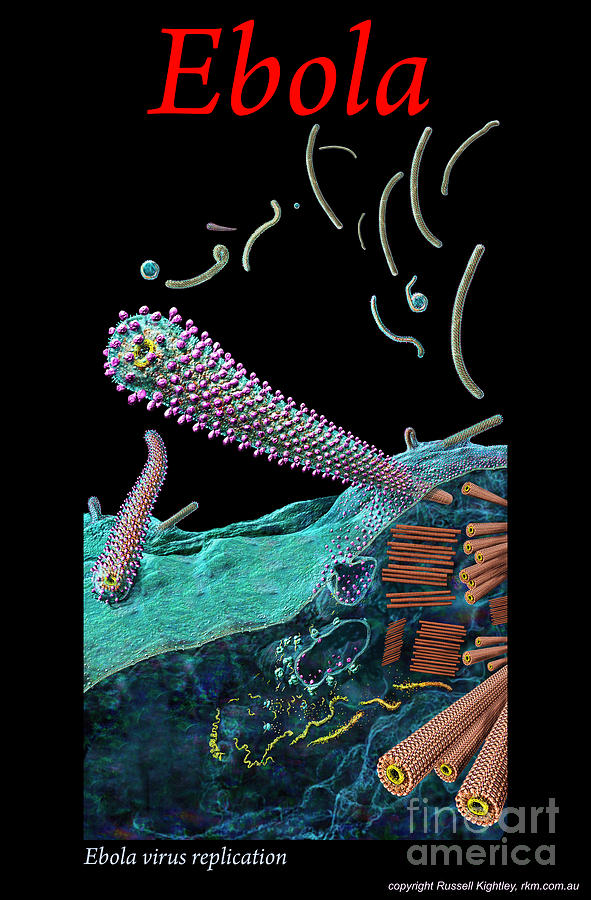 Ebola Virus Replication P0ster Digital Art by Russell Kightley
