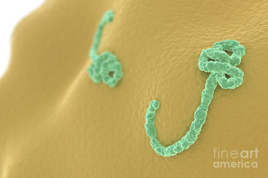 Ebola Virus Photograph by Science Picture Co