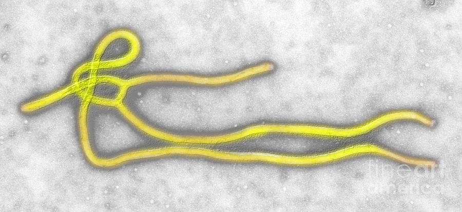 Ebola Virus Photograph by Scott Camazine