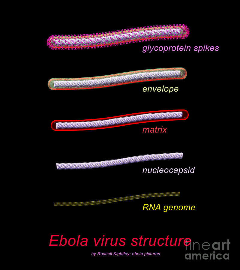 Ebola Virus Structure #1 Annotated Digital Art by Russell Kightley