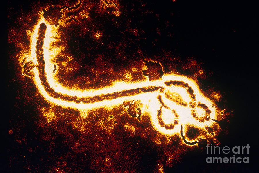 Ebola Zaire Virus Tem Photograph by Scott Camazine