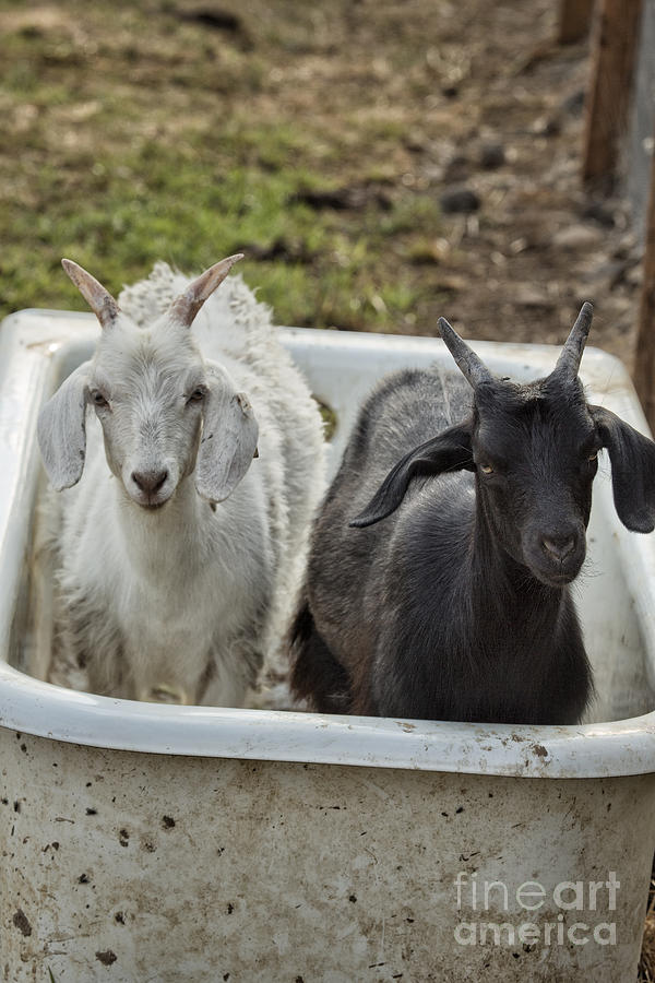 Ebony and Ivory in a Tub Photograph by Belinda Greb