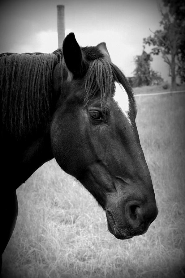 Ebony Beauty Photograph by Laurie Perry