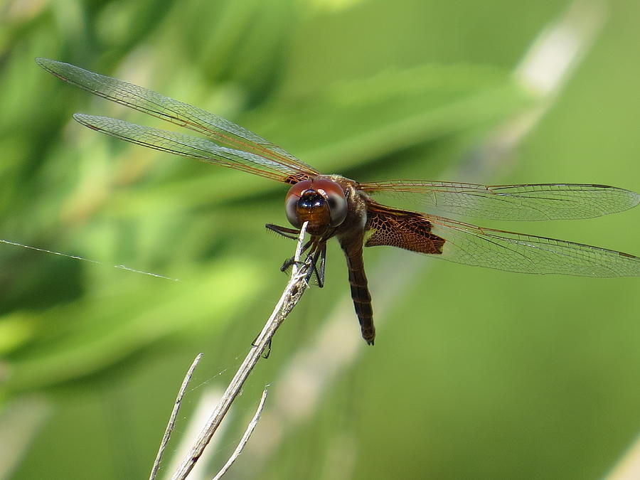 Ebony Jewelwing Dragonfly Photograph