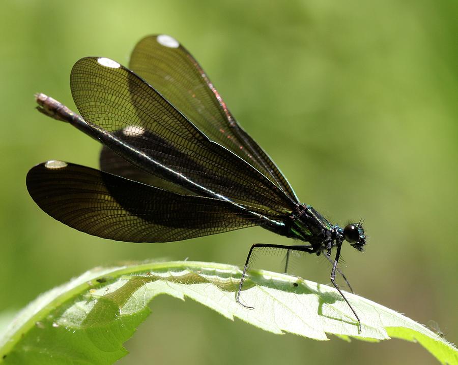 Ebony Jewelwing fluttering for male Photograph by Doris Potter