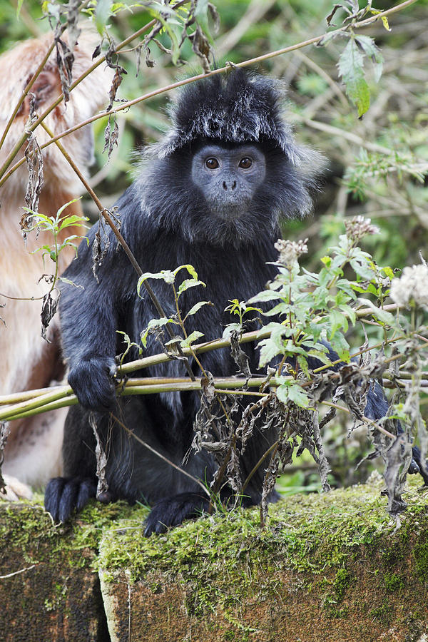 Ebony Leaf Monkey Photograph by Duncan Usher