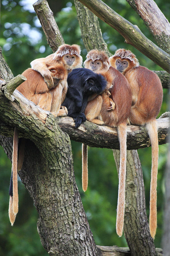 Ebony Leaf Monkey Family Photograph by Duncan Usher
