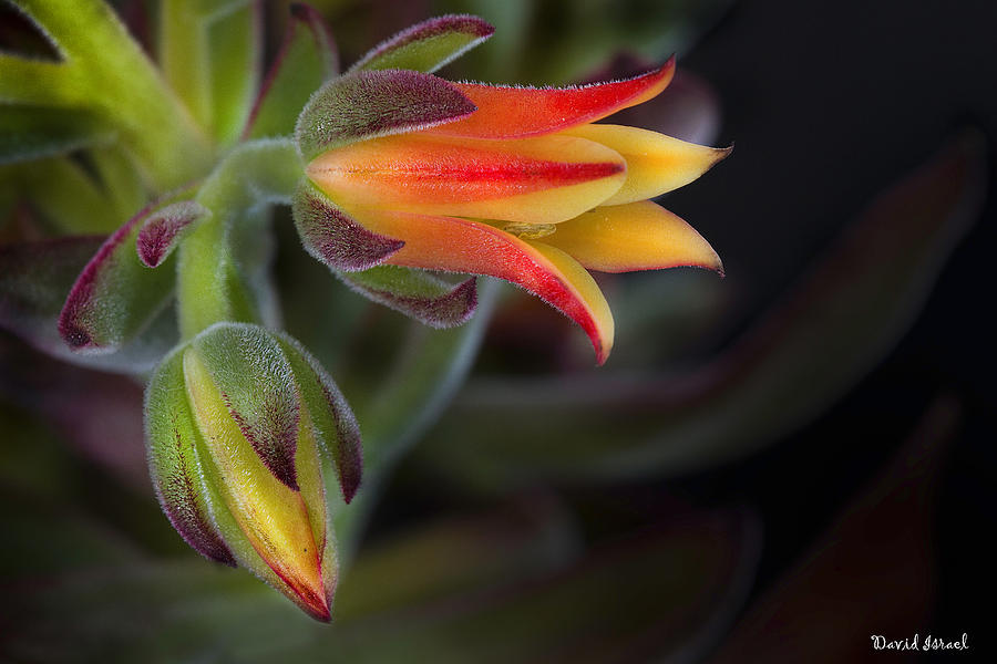 Echeveria Photograph by David Israel - Fine Art America