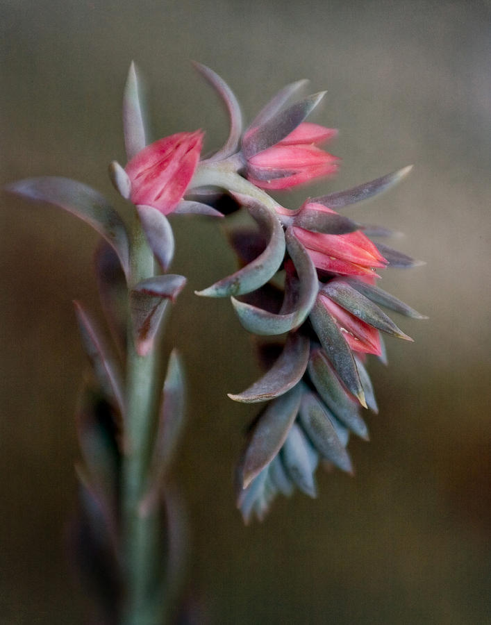 Echeveria in Bloom Photograph by David and Carol Kelly