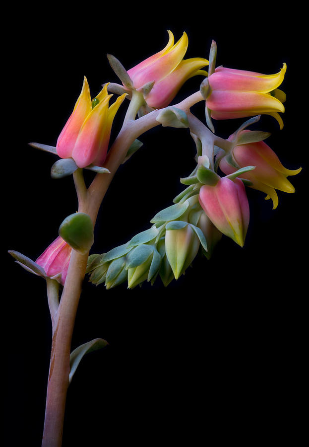 Echeveria by Kim Aston Echeveria by Kim Aston