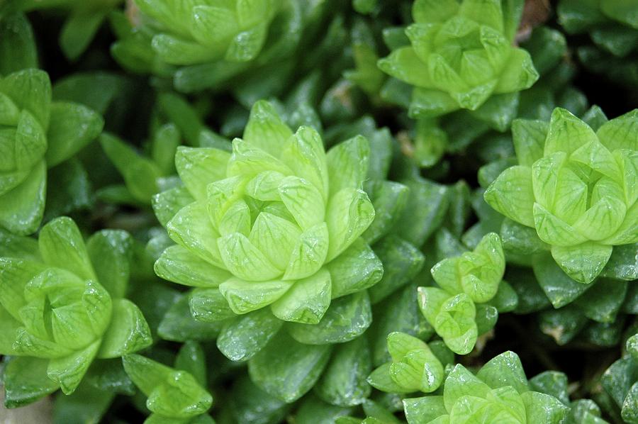 Echeveria Sp. Photograph by Frank M Hough/science Photo Library - Fine ...