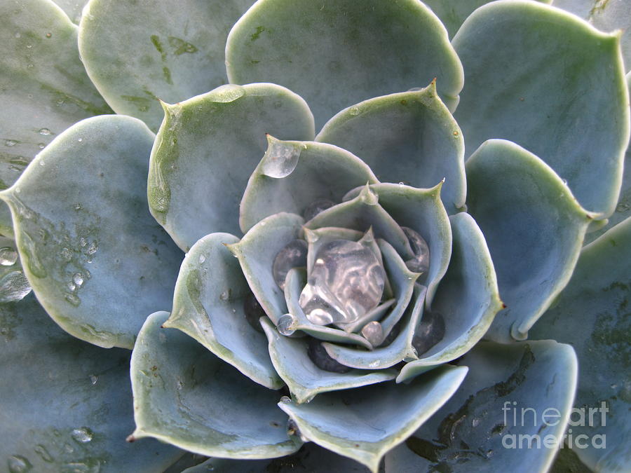 Echeveria with water drops Photograph by Amanda Mohler