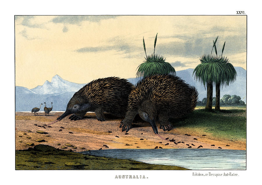 Mammal Drawing - Echidna or Porcupine Anteater by Splendid Art Prints