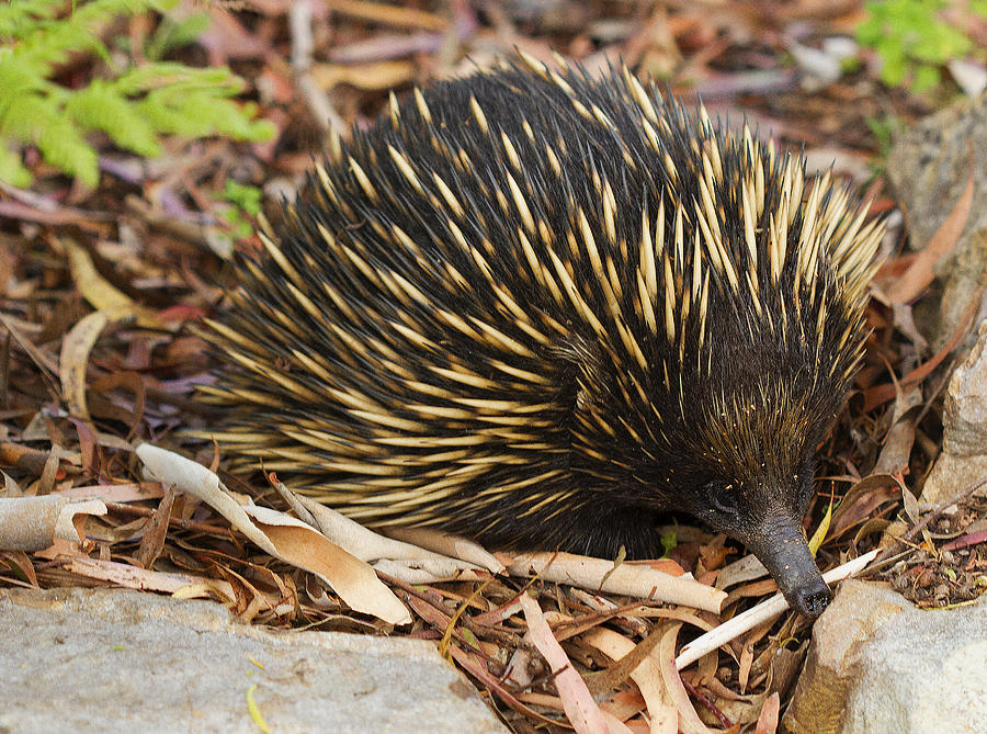 Echidna Spiny Ant Eater Photograph by Anna Calvert