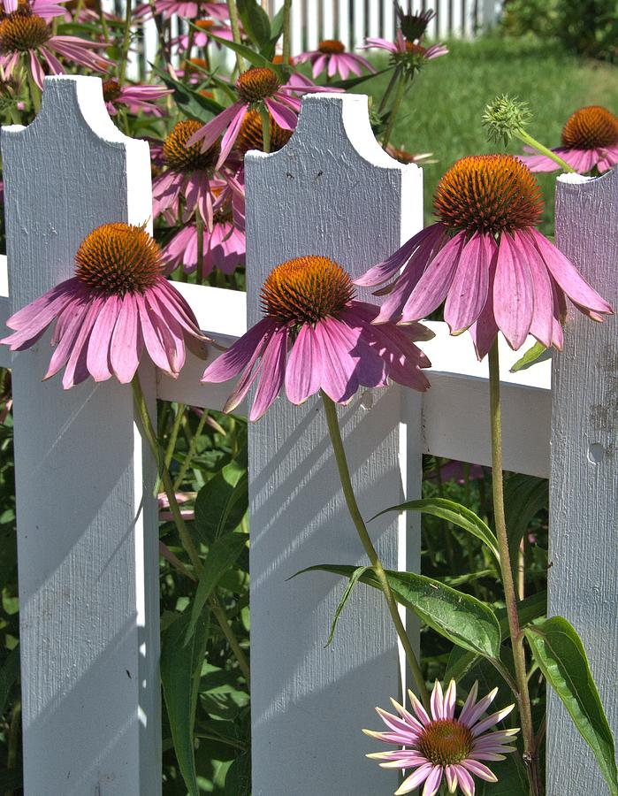 Echinacea and a White Picket Fence Photograph by Valerie Kirkwood
