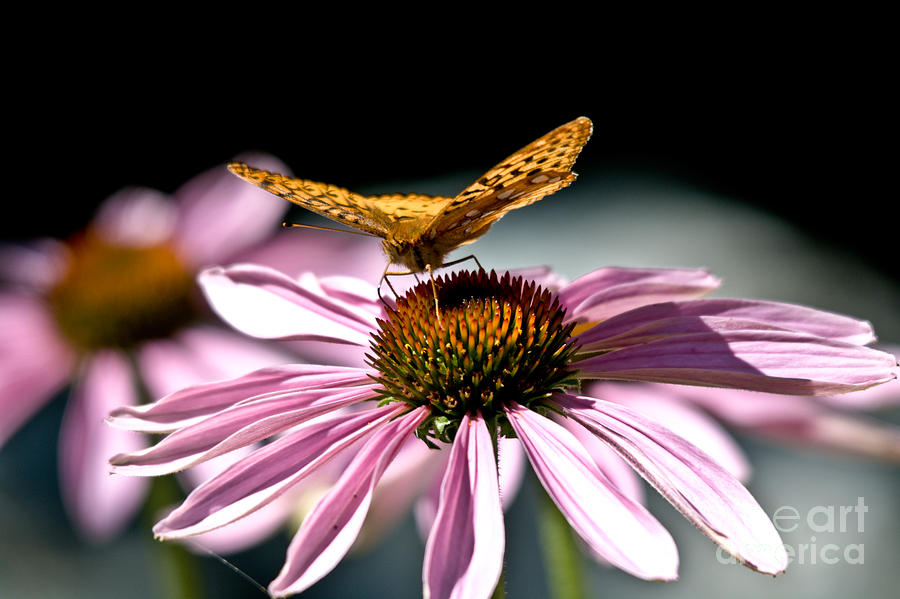Echinacea and Friend Photograph by Cheryl Baxter