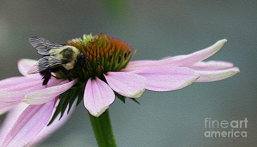 Echinacea and the Bee Photograph by Yvonne Wright