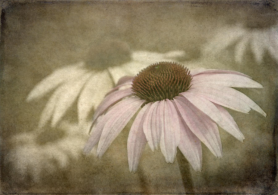 Vintage Photograph - Echinacea  by Angie Vogel