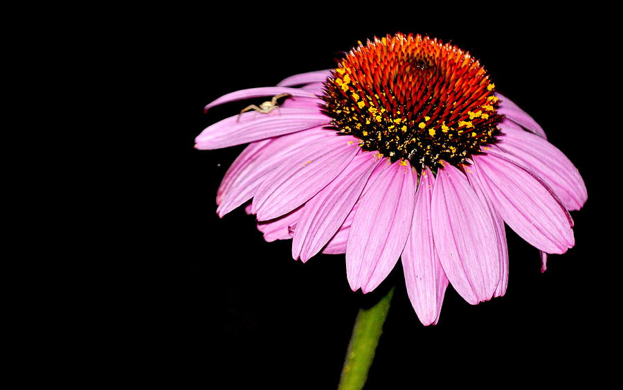 Echinacea  Bloom Photograph by AJ  Schibig