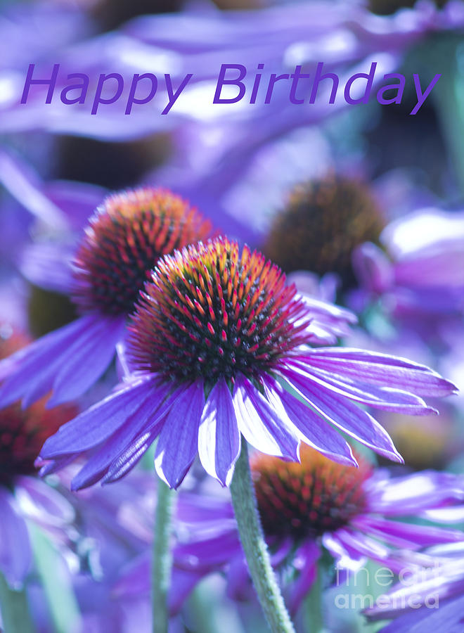 Echinacea Blue Birthday Card Photograph by Michelle Orai