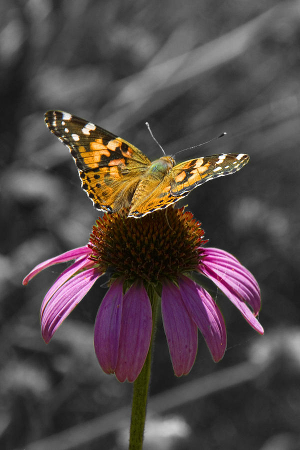 Echinacea Cone Flower and a Nymphalidae Butterfly Photograph by Randall Nyhof