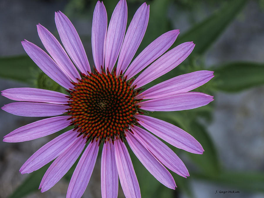 Nature Photograph - Echinacea Excellence by Jo-Anne Gazo-McKim