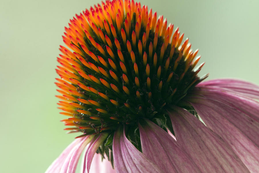 Spring Photograph - Echinacea Eye Candy by Tammy Harriss