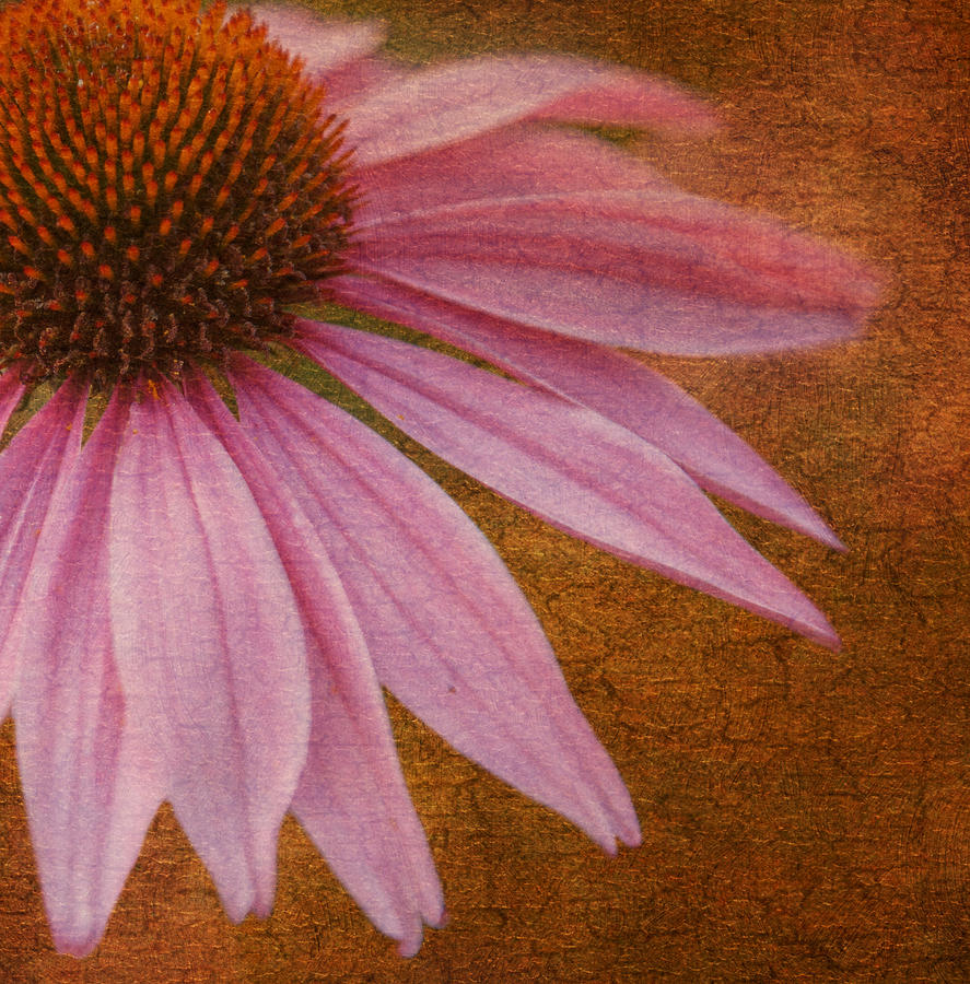 Echinacea Floral Photograph by Angie Vogel
