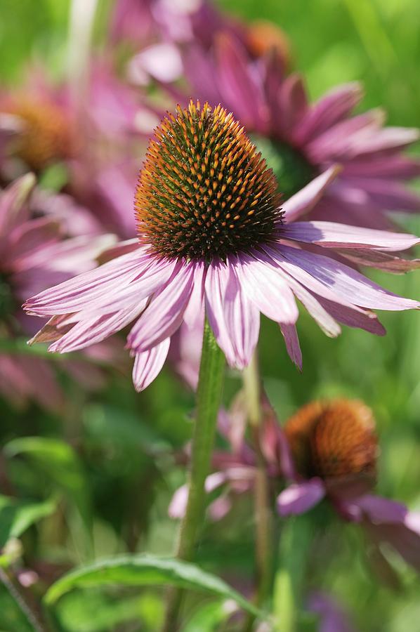 Nature Photograph - Echinacea Flower (echinacea Purpurea) by Gustoimages/science Photo Library