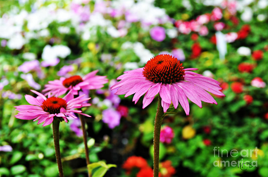 Echinacea Flower Photograph by Mindy Bench