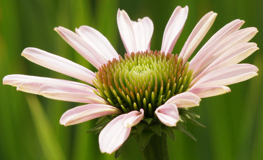 Echinacea Flower Unfolds Closeup Photograph by Robert E Alter Reflections of Infinity