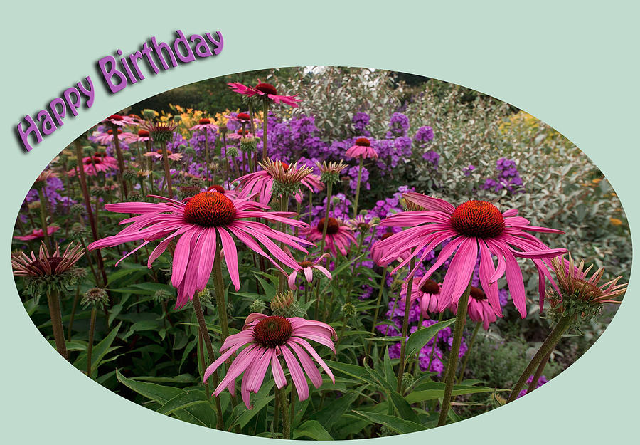 Echinacea Flowers Photograph by Shirley Mitchell