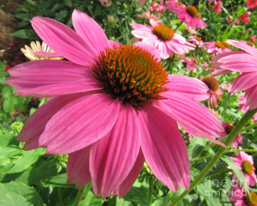 Flowers Still Life Photograph - Echinacea Garden by Jennifer Wheatley Wolf