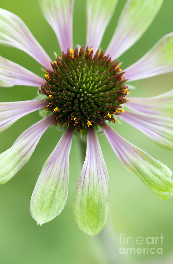 Flower Photograph - Echinacea Green Envy Flower by Tim Gainey