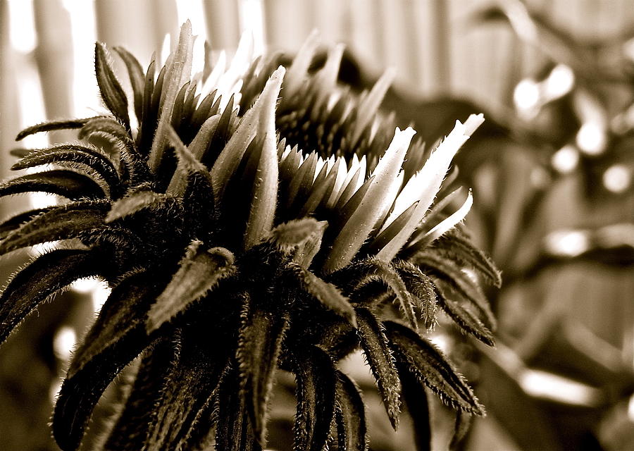 Echinacea II Photograph by Kim Pippinger