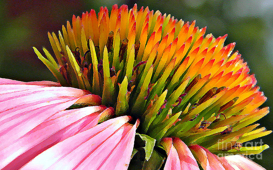 Echinacea in  Watercolors  Photograph by Chris Berry