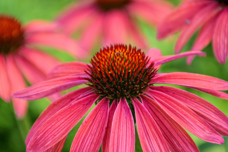 Echinacea  Photograph by Jeanne May