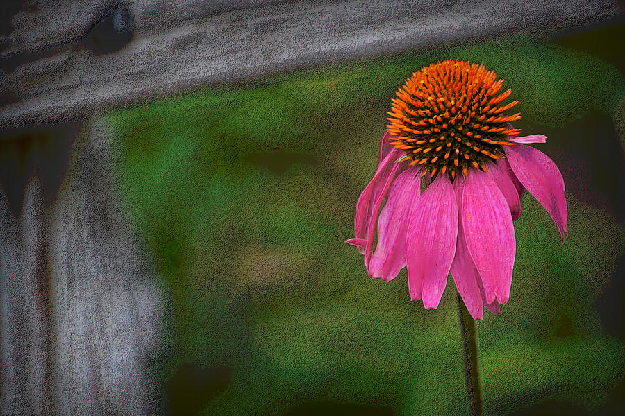 Echinacea  Photograph by Nadalyn Larsen