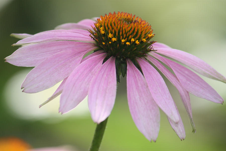 Echinacea Pink Coneflower Photograph by Penny Hunt
