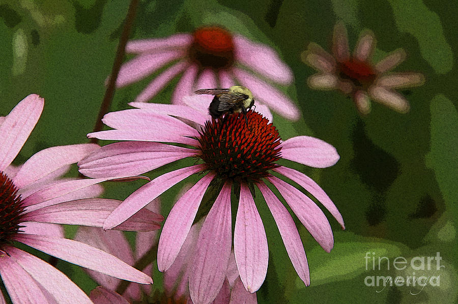Echinacea - Pink Paradise Photograph by Yvonne Wright