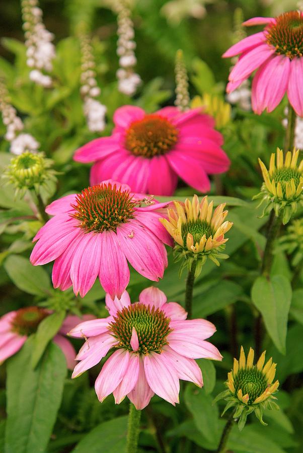 Echinacea 'prairie Splendour' Photograph by Adrian Thomas/science Photo ...