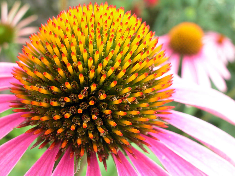 Echinacea - Purple Cone Flower Photograph by Rob Huntley